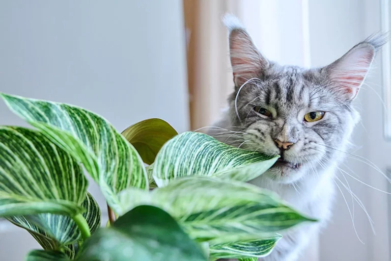 plantas-de-interior-peligrosas-para-perros-y-gatos